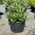 Buddleia davidii Black Knight 168734