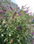 Buddleia davidii Black Knight 168734