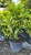 Aucuba japonica Variegata 184590