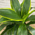 DRACAENA ART CARMEN 8"