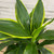 5-9" Foliage DRACAENA ART CARMEN 8" 