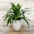 5-9" Foliage DRACAENA ART CARMEN 8" 