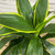 5-9" Foliage DRACAENA ART CARMEN 8" 