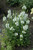 Other Sun Per. Physostegia CRYSTAL PEAK WH 325080 