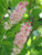 Other Deciduous Clethra alnifolia Ruby Spice 169015 