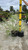 Other Deciduous Cornus alba Argenteo-marginata 169017 