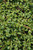 Cotoneaster salicifolia Repens 169057