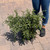  Cotoneaster salicifolia Repens 169057 