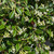  Cotoneaster salicifolia Repens 169057 