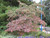  Cornus kousa 181690 