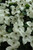  Cornus kousa 181690 