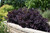 Cotinus coggygria Royal Purple 182345
