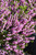 Erica x darleyensis Mediterranean Pink 273385