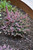 Erica x darleyensis Mediterranean Pink 273385