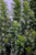 Euonymus japonicus Greenspire 169133