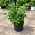  Hydrangea arborescens Annabelle 195435 
