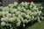  Hydrangea arborescens Annabelle 195435 