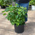  Hydrangea arborescens Annabelle 195435 