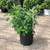  Hydrangea arborescens Annabelle 195435 