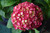 Hydrangea macrophylla E.S.Summer Crush 299040