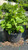 Hydrangea macrophylla Nikko Blue 169309