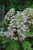 Hydrangea quercifolia Alice 169339