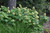 Hydrangea quercifolia Alice 169339