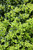 Ilex crenata Soft Touch 169392