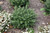 Ilex crenata Soft Touch 169392