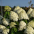  Hydrangea paniculata Limelight Standard 222132 