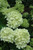 Hydrangea paniculata Little Lime 251394