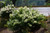 Hydrangea paniculata Little Lime 251394