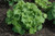  Heuchera Balboa Sunset 334540 