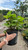  Ligularia stenocephela Little Rocket 117681 