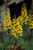  Ligularia stenocephela Little Rocket 117681 