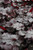 Heuchera Rio 325028