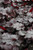  Heuchera Rio 325028 