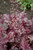  Heuchera Rio 325028 