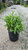 Nipponanthemum nipponicum Montauk 124786