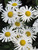 Other Sun Per. Nipponanthemum nipponicum Montauk 124786 