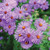 Fall Mums Aster 129914 