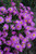 Fall Mums Aster 129914 