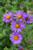 Fall Mums Aster 129914 