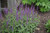  Salvia Back to the Fuchsia 333099 