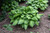  Hosta Guacamole 5g 130621 