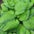  Hosta Guacamole 5g 130621 