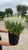 Salvia Snow Hill 130630