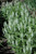  Salvia Snow Hill 130630 