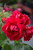 Climbing Roses Rosa Cl Blaze 130782 