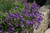 Other Sun Per. Campanula carpatica Assorted 1g 137594 